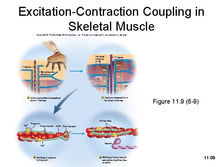 Excitation-Contraction Coupling in Skeletal Muscle Copyright © The Mc. Graw-Hill Companies, Inc. Permission required