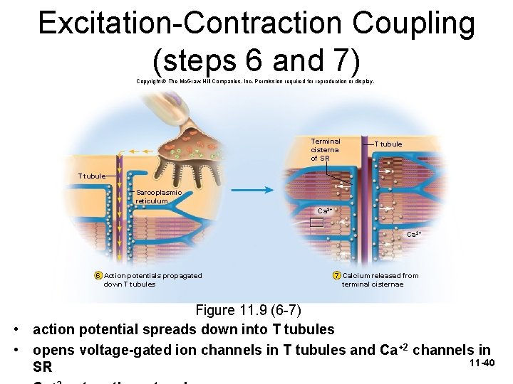 Excitation-Contraction Coupling (steps 6 and 7) Copyright © The Mc. Graw-Hill Companies, Inc. Permission