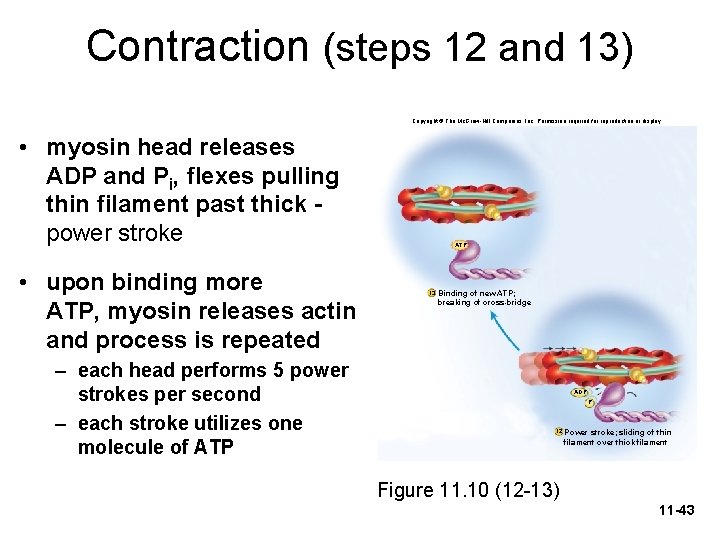 Contraction (steps 12 and 13) Copyright © The Mc. Graw-Hill Companies, Inc. Permission required