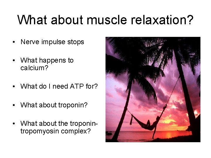 What about muscle relaxation? • Nerve impulse stops • What happens to calcium? •