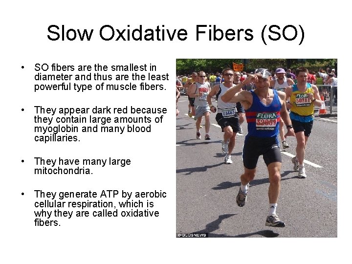 Slow Oxidative Fibers (SO) • SO fibers are the smallest in diameter and thus