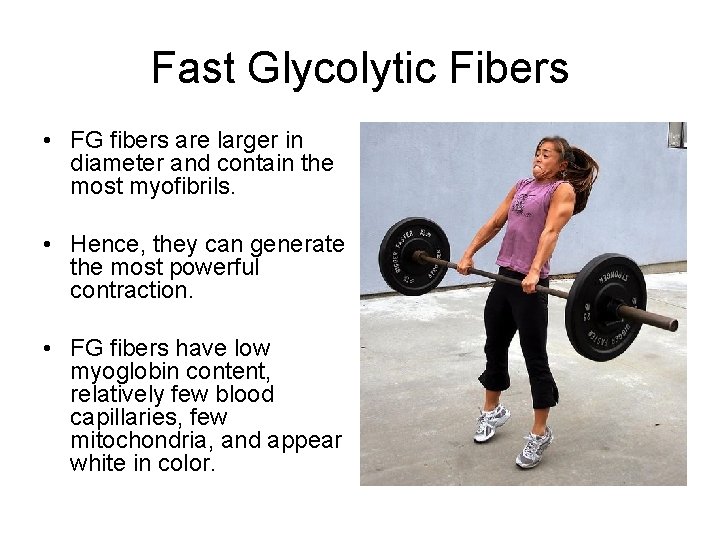 Fast Glycolytic Fibers • FG fibers are larger in diameter and contain the most