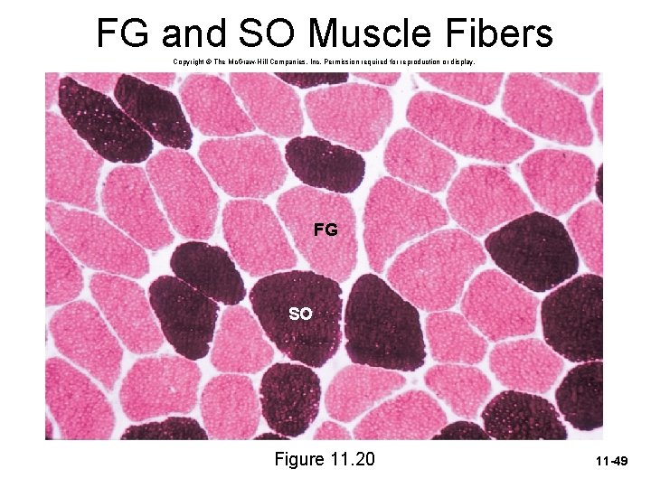 FG and SO Muscle Fibers Copyright © The Mc. Graw-Hill Companies, Inc. Permission required