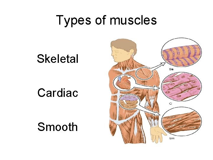 Types of muscles Skeletal Cardiac Smooth 