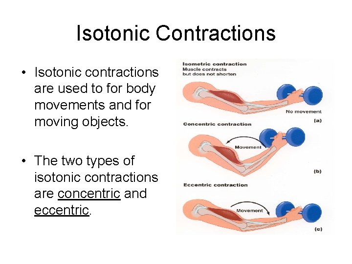 Isotonic Contractions • Isotonic contractions are used to for body movements and for moving