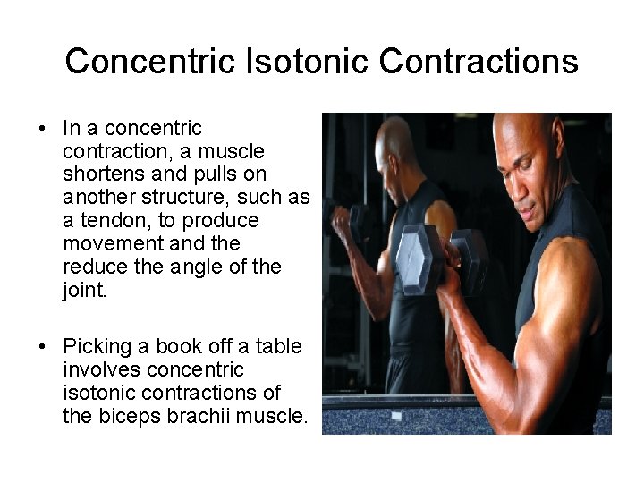Concentric Isotonic Contractions • In a concentric contraction, a muscle shortens and pulls on
