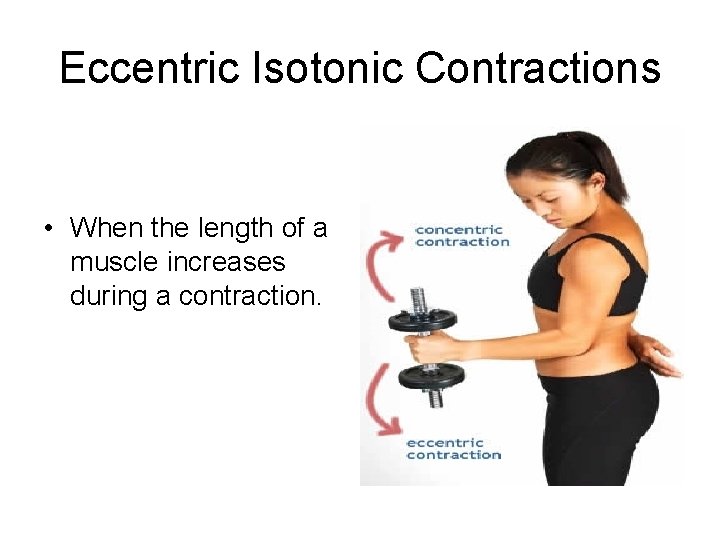 Eccentric Isotonic Contractions • When the length of a muscle increases during a contraction.