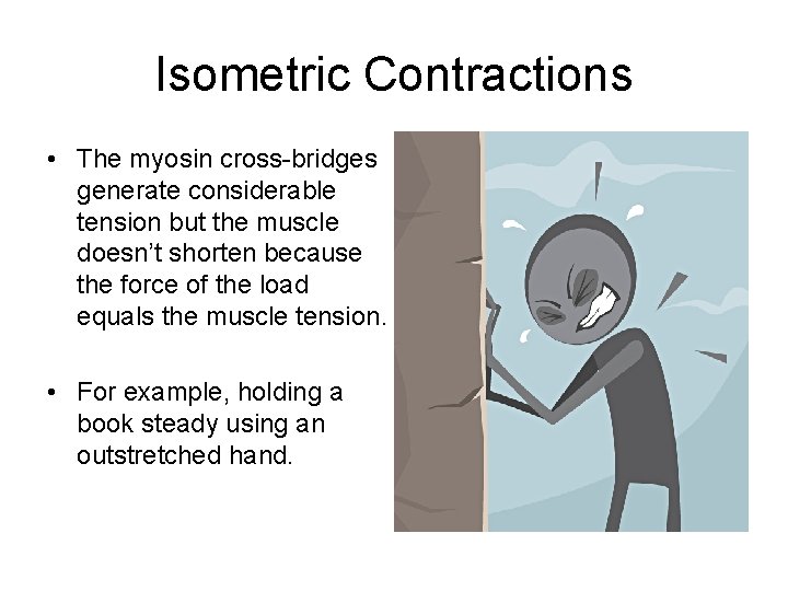 Isometric Contractions • The myosin cross-bridges generate considerable tension but the muscle doesn’t shorten