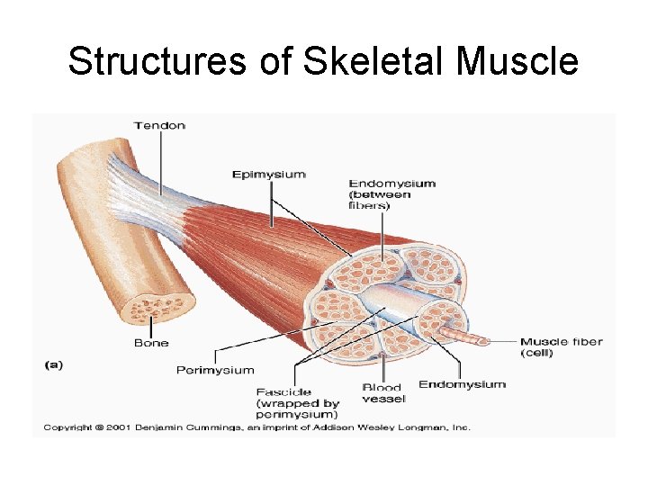 Structures of Skeletal Muscle 