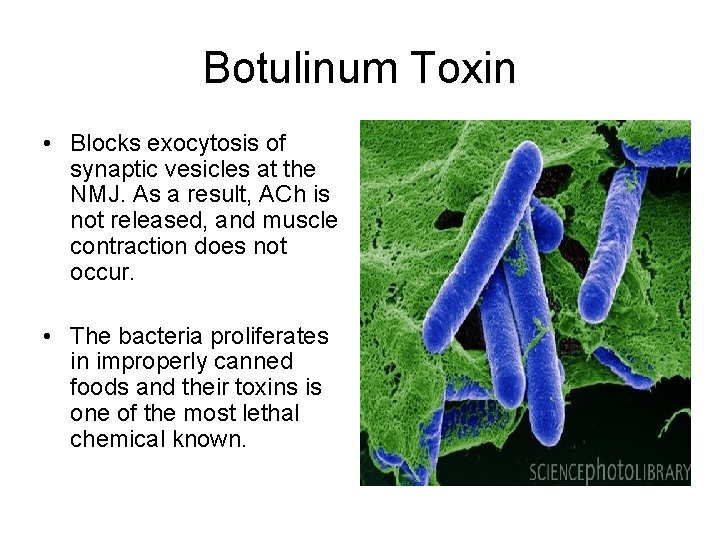 Botulinum Toxin • Blocks exocytosis of synaptic vesicles at the NMJ. As a result,