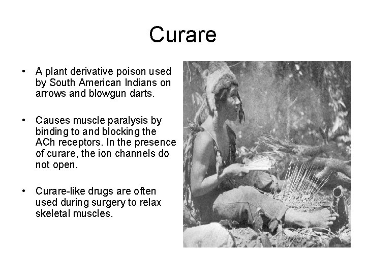Curare • A plant derivative poison used by South American Indians on arrows and