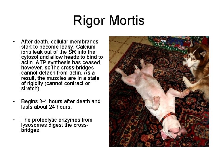 Rigor Mortis • After death, cellular membranes start to become leaky. Calcium ions leak