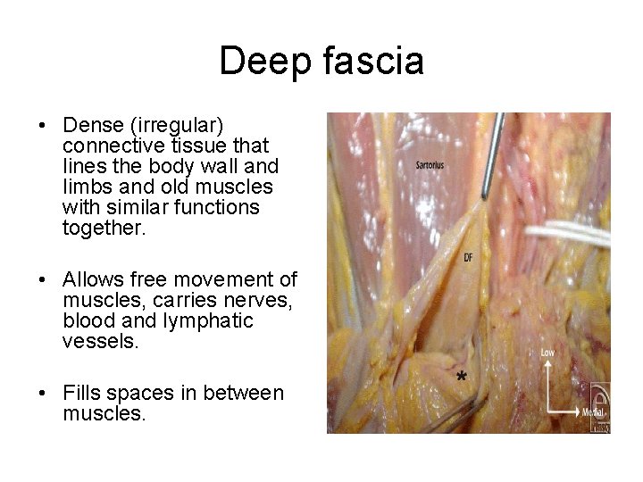 Deep fascia • Dense (irregular) connective tissue that lines the body wall and limbs