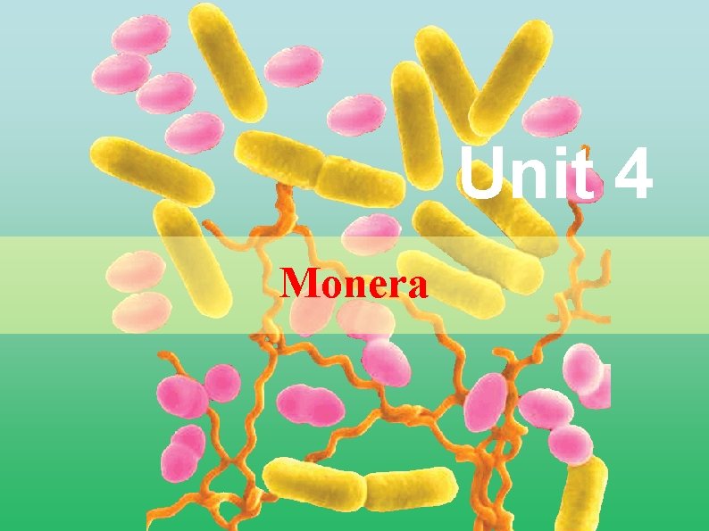 Unit 4 Monera 