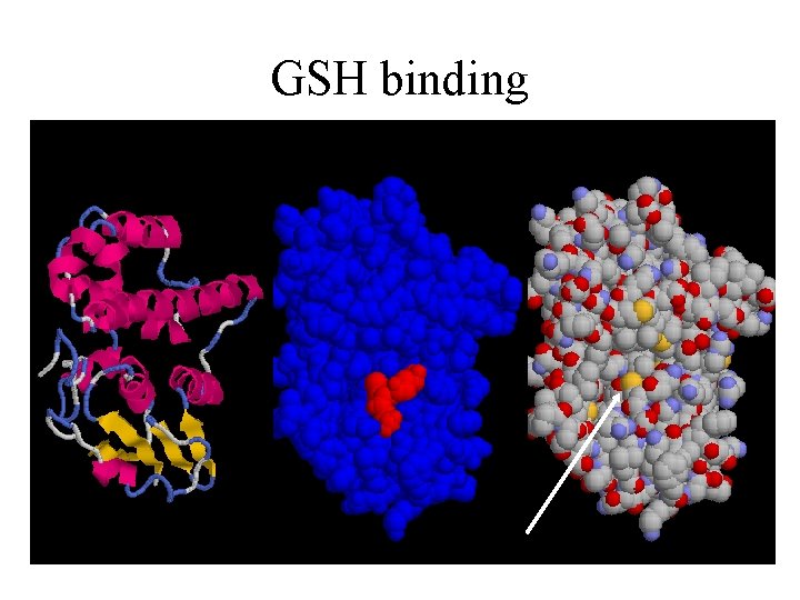 GSH binding 