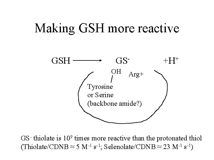 Making GSH more reactive GSH GSOH +H+ Arg+ Tyrosine or Serine (backbone amide? )