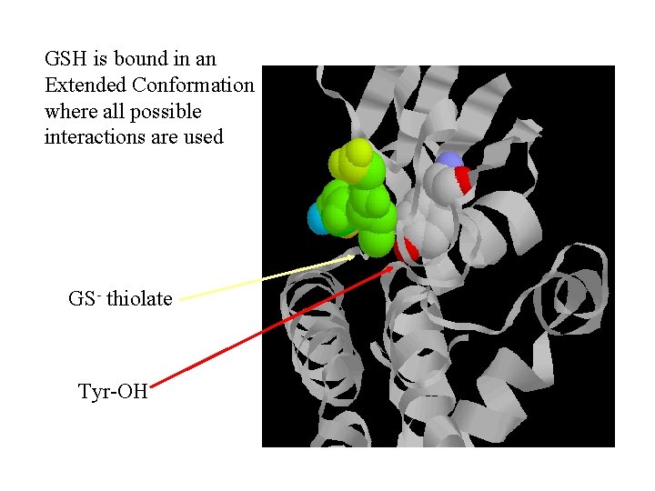 GSH is bound in an Extended Conformation where all possible interactions are used GS-