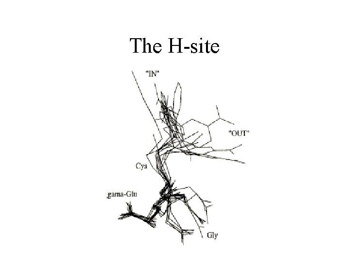The H-site 