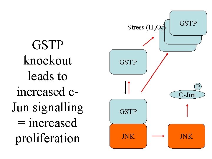 GSTP knockout leads to increased c. Jun signalling = increased proliferation GSTP Stress (H