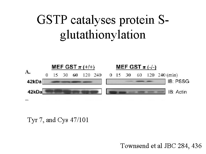 GSTP catalyses protein Sglutathionylation Tyr 7, and Cys 47/101 Townsend et al JBC 284,