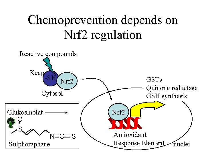 Chemoprevention depends on Nrf 2 regulation Reactive compounds Keap -SH Nrf 2 GSTs Quinone