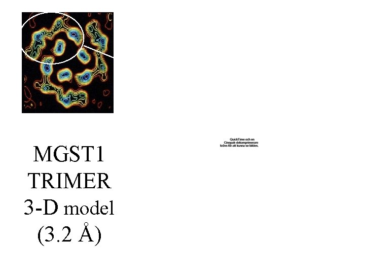 MGST 1 TRIMER 3 -D model (3. 2 Å) 