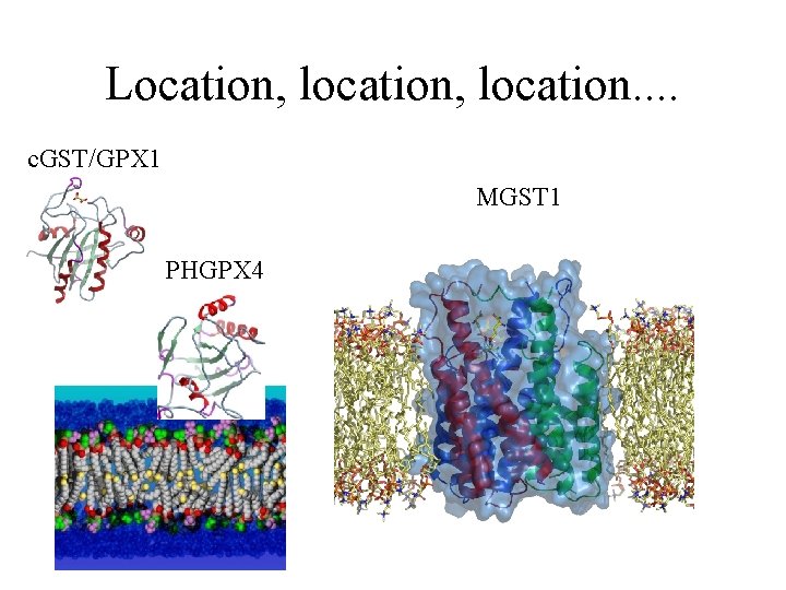 Location, location. . c. GST/GPX 1 MGST 1 PHGPX 4 