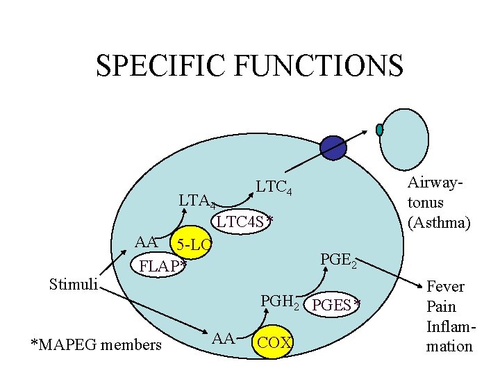 SPECIFIC FUNCTIONS Airwaytonus (Asthma) LTC 4 Stimuli LTA 4 LTC 4 S* AA 5