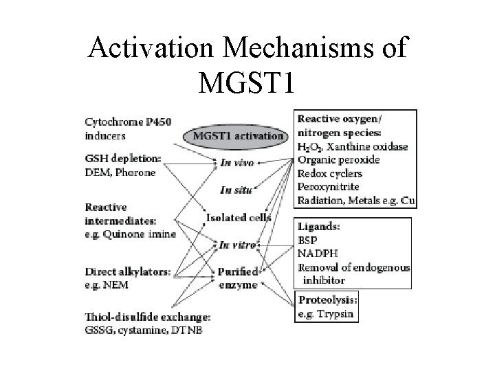 Activation Mechanisms of MGST 1 