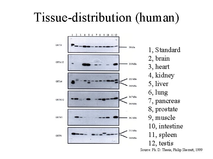 Tissue-distribution (human) 1, Standard 2, brain 3, heart 4, kidney 5, liver 6, lung