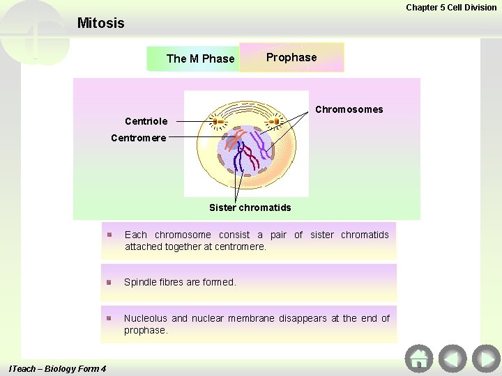 Chapter 5 Cell Division Mitosis The M Phase Prophase Chromosomes Centriole Centromere Sister chromatids