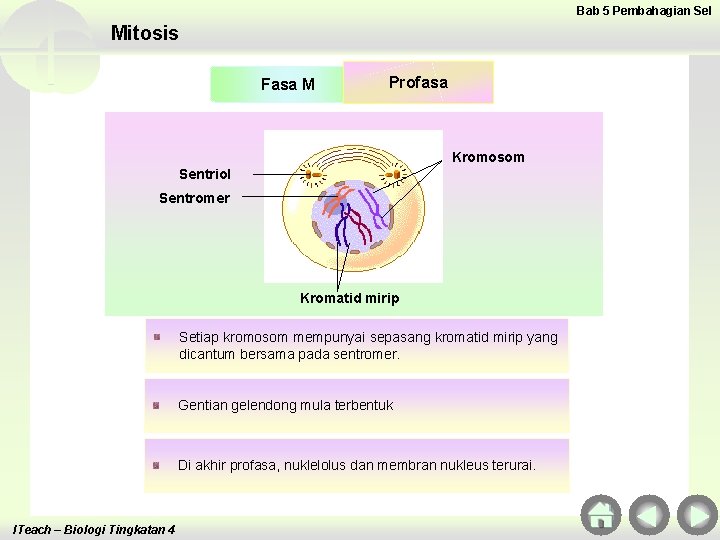 Bab 5 Pembahagian Sel Mitosis Fasa M Profasa Kromosom Sentriol Sentromer Kromatid mirip Setiap