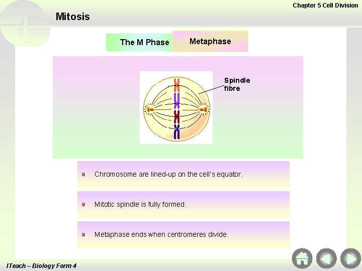 Chapter 5 Cell Division Mitosis The M Phase Metaphase Spindle fibre Chromosome are lined-up