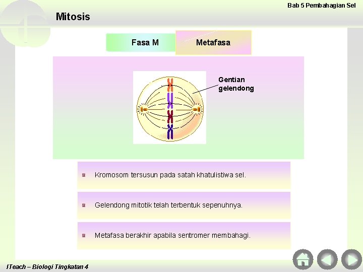 Bab 5 Pembahagian Sel Mitosis Fasa M Metafasa Gentian gelendong Kromosom tersusun pada satah