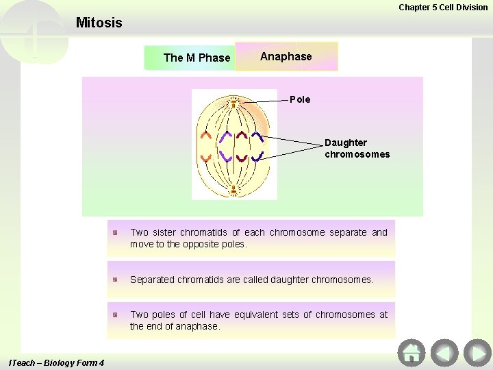 Chapter 5 Cell Division Mitosis The M Phase Anaphase Pole Daughter chromosomes Two sister