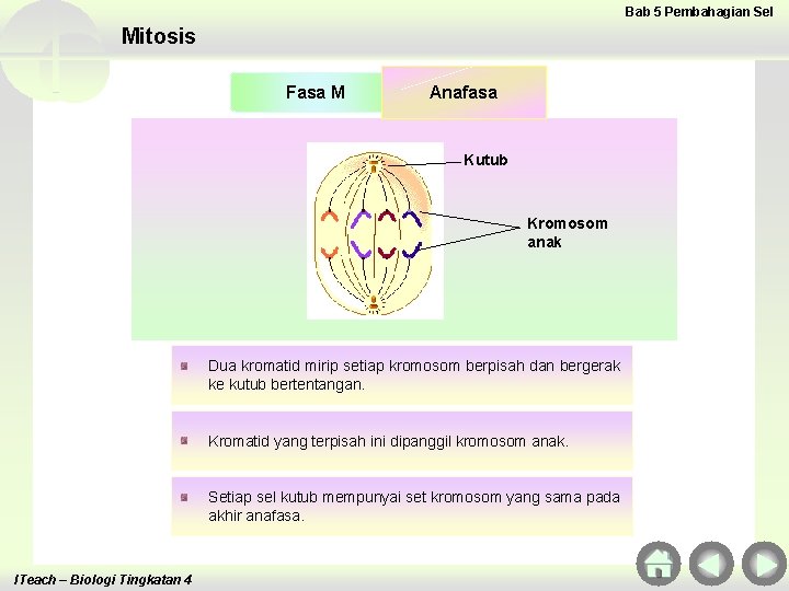 Bab 5 Pembahagian Sel Mitosis Fasa M Anafasa Kutub Kromosom anak Dua kromatid mirip
