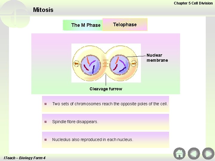 Chapter 5 Cell Division Mitosis The M Phase Telophase Nuclear membrane Cleavage furrow Two