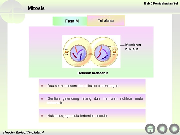 Bab 5 Pembahagian Sel Mitosis Fasa M Telofasa Membran nukleus Belahan mencerut Dua set