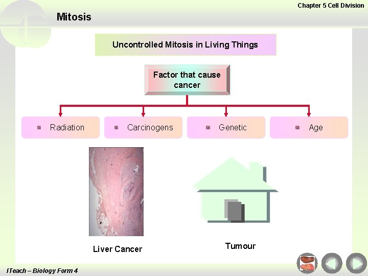 Chapter 5 Cell Division Mitosis Uncontrolled Mitosis in Living Things Factor that cause cancer