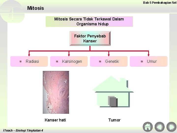 Bab 5 Pembahagian Sel Mitosis Secara Tidak Terkawal Dalam Organisma hidup Faktor Penyebab Kanser