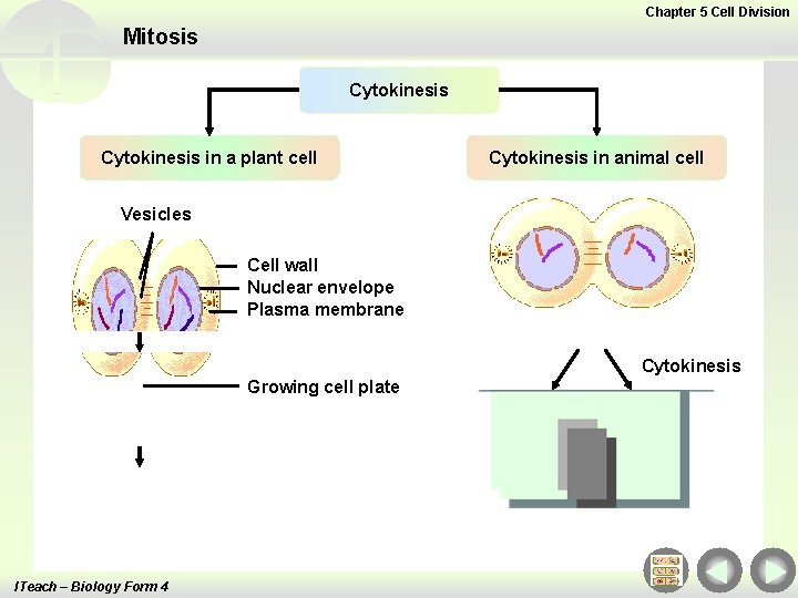 Chapter 5 Cell Division Mitosis Cytokinesis in a plant cell Cytokinesis in animal cell