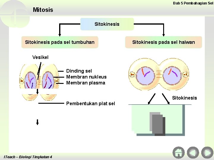 Bab 5 Pembahagian Sel Mitosis Sitokinesis pada sel tumbuhan Sitokinesis pada sel haiwan Vesikel