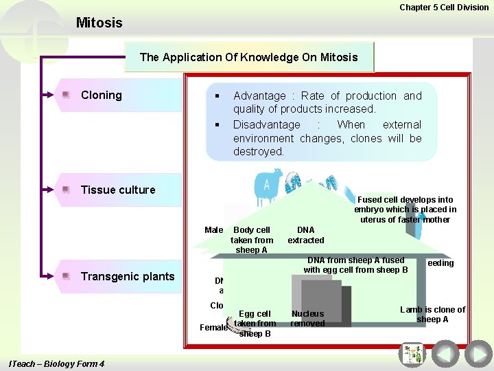 Chapter 5 Cell Division Mitosis The Application Of Knowledge On Mitosis Cloning § §