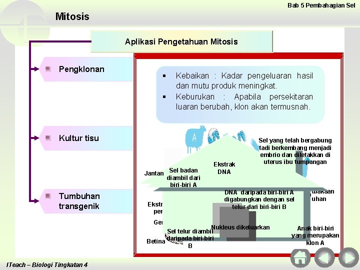 Bab 5 Pembahagian Sel Mitosis Aplikasi Pengetahuan Mitosis Pengklonan § § Kebaikan : Kadar