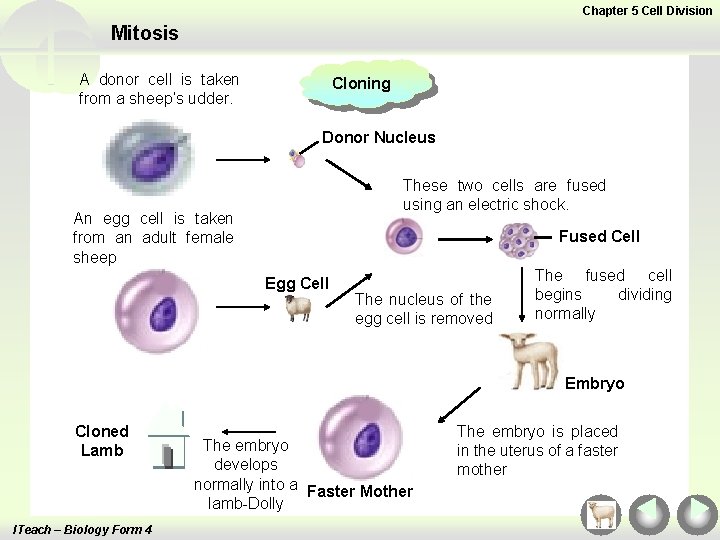 Chapter 5 Cell Division Mitosis A donor cell is taken from a sheep’s udder.