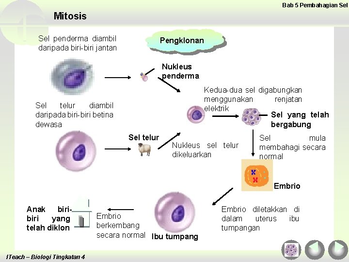 Bab 5 Pembahagian Sel Mitosis Sel penderma diambil daripada biri-biri jantan Pengklonan Nukleus penderma