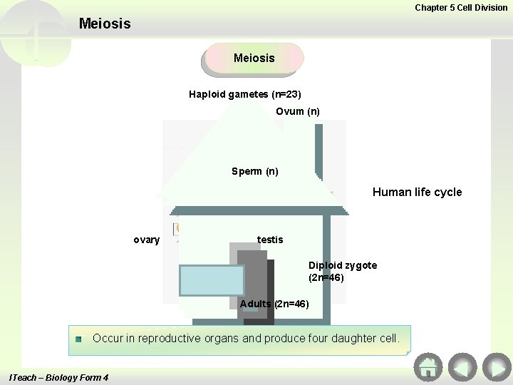 Chapter 5 Cell Division Meiosis Haploid gametes (n=23) Ovum (n) Sperm (n) Human life