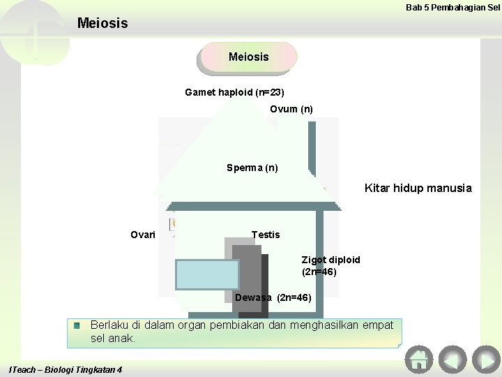 Bab 5 Pembahagian Sel Meiosis Gamet haploid (n=23) Ovum (n) Sperma (n) Kitar hidup