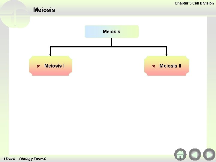 Chapter 5 Cell Division Meiosis I ITeach – Biology Form 4 Meiosis II 