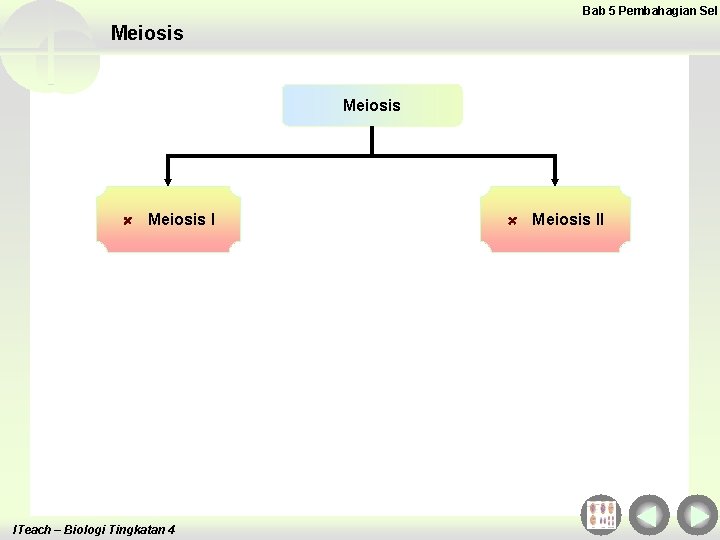 Bab 5 Pembahagian Sel Meiosis I ITeach – Biologi Tingkatan 4 Meiosis II 